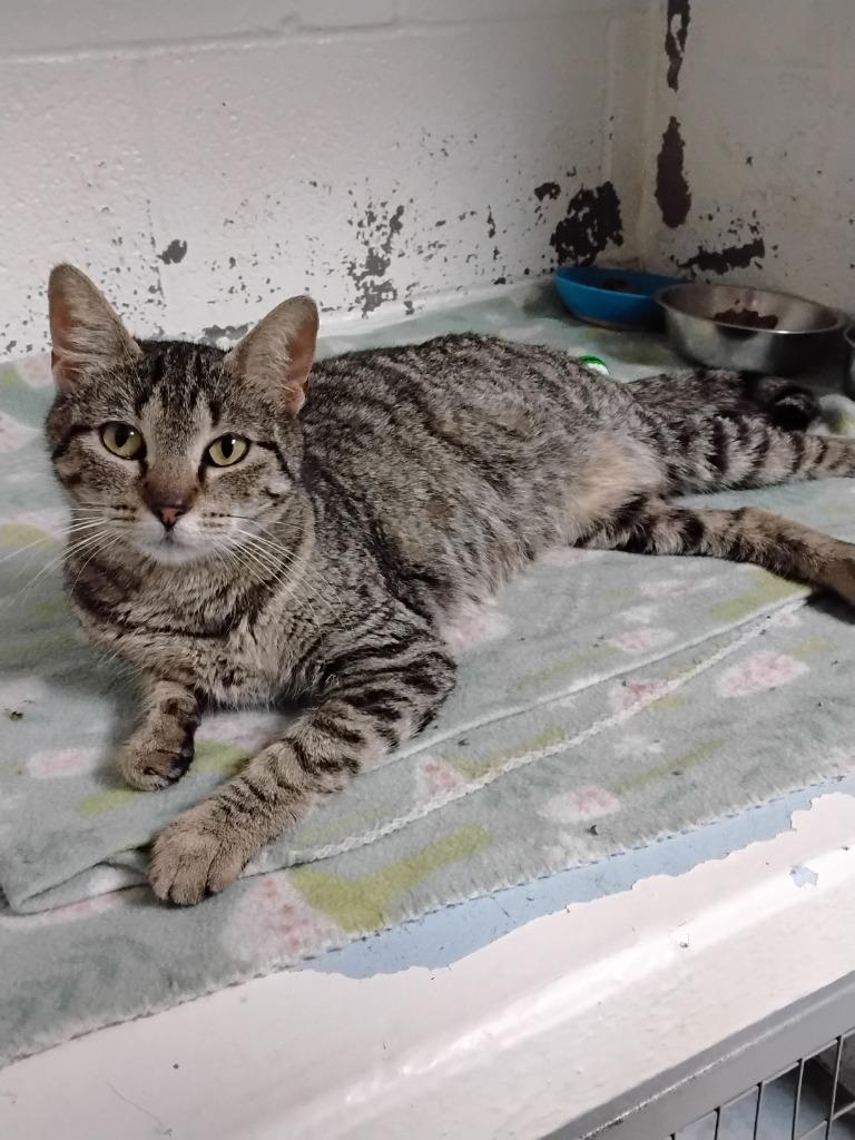 Rue, Adoptable, Young Female Domestic Short Hair.