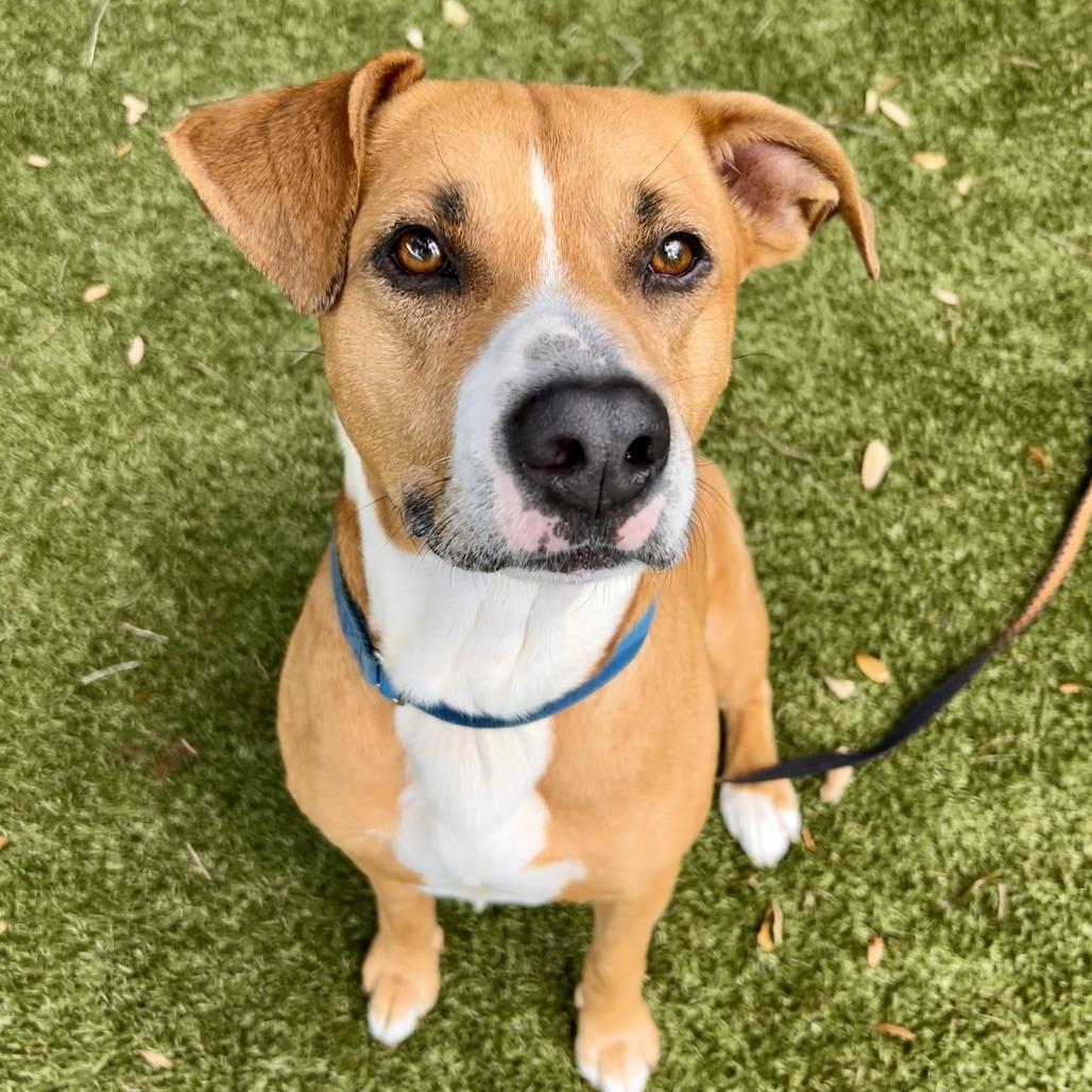 Kobe, Adoptable, Adult Male Mixed Breed.