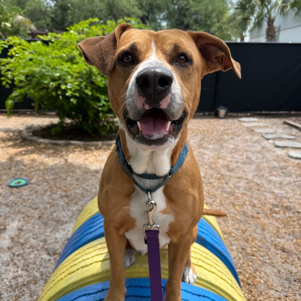 Kobe, a Adoptable Mixed Breed in Sarasota, FL image 2/6