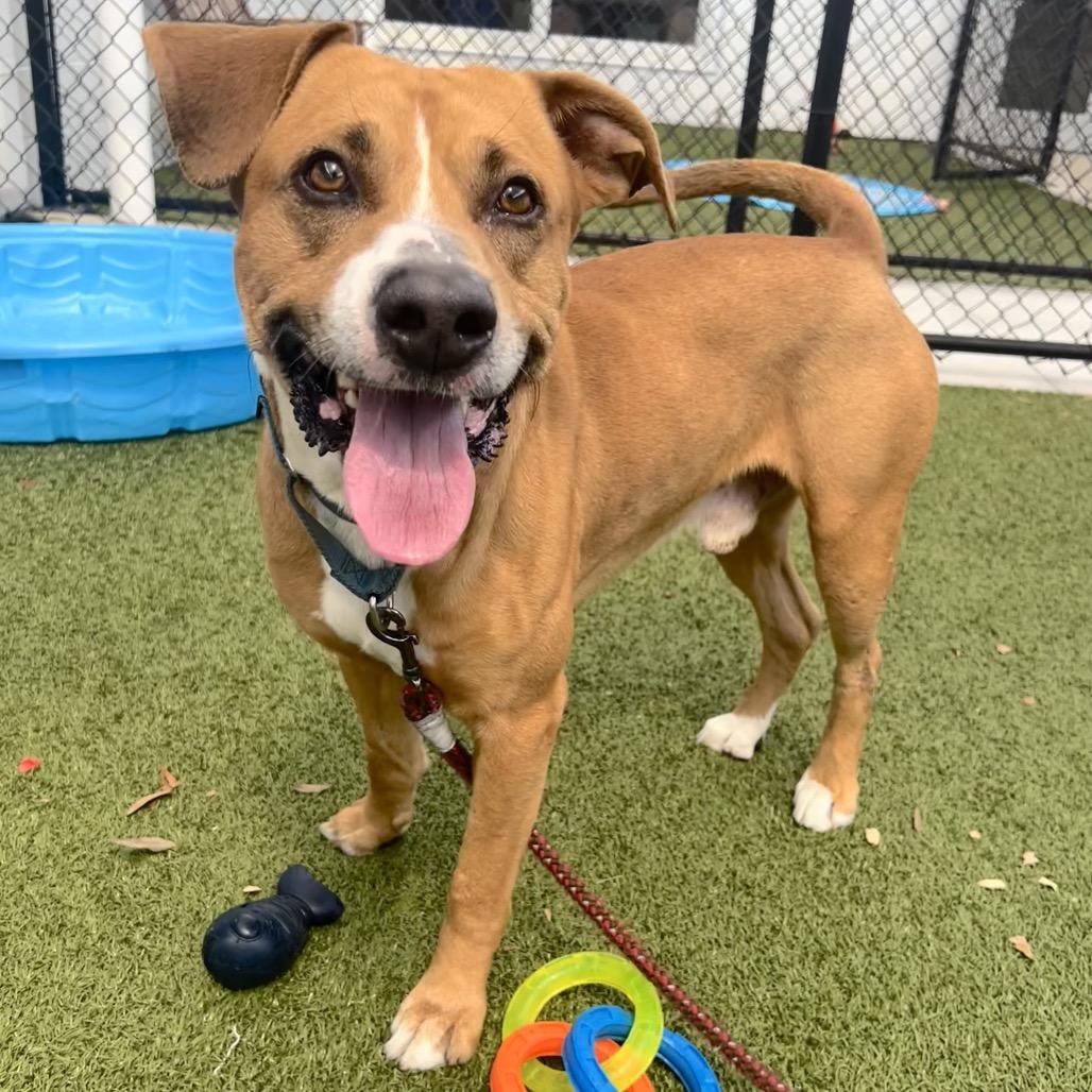 Kobe, a Adoptable Mixed Breed in Sarasota, FL image 3/6