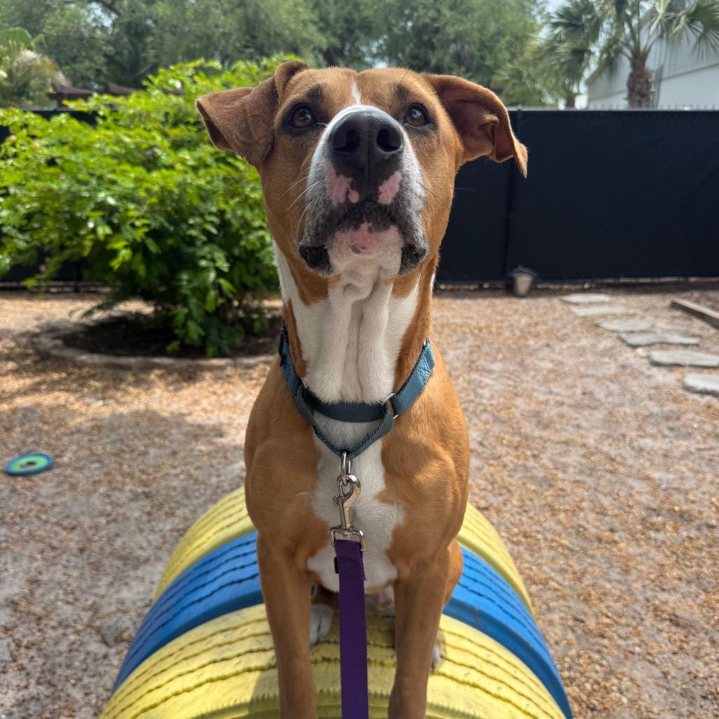 Kobe, a Adoptable Mixed Breed in Sarasota, FL image 4/6