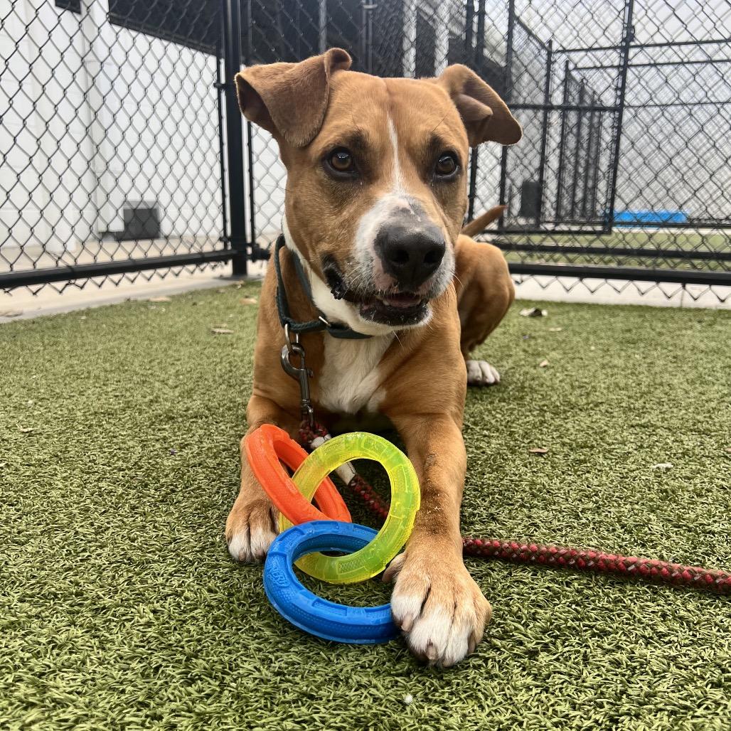 Kobe, a Adoptable Mixed Breed in Sarasota, FL image 6/6