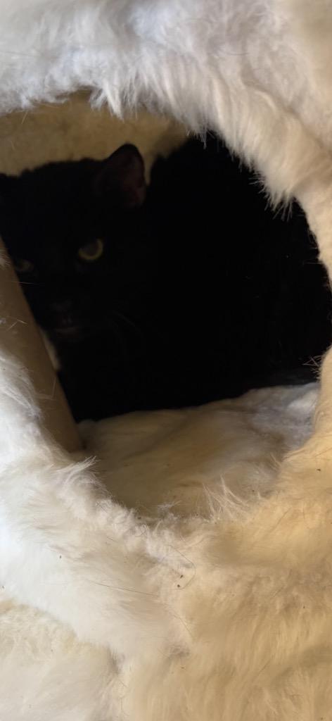 Enlarge Pepper, a Adoptable mixed breed in Clarksville, TN image 1/2