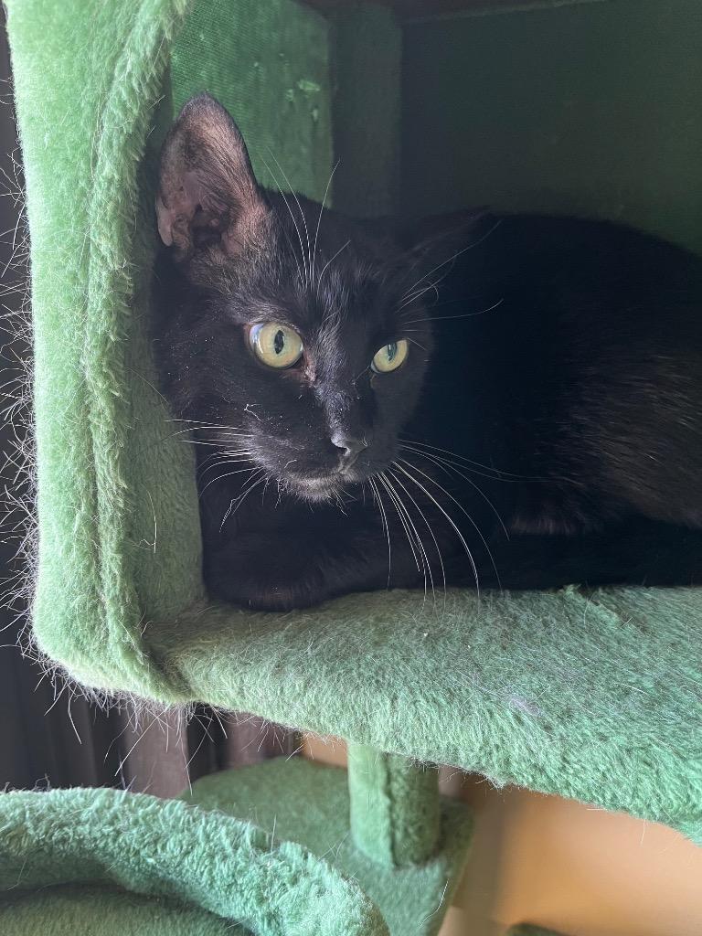 Enlarge Pepper, a Adoptable mixed breed in Clarksville, TN image 2/2