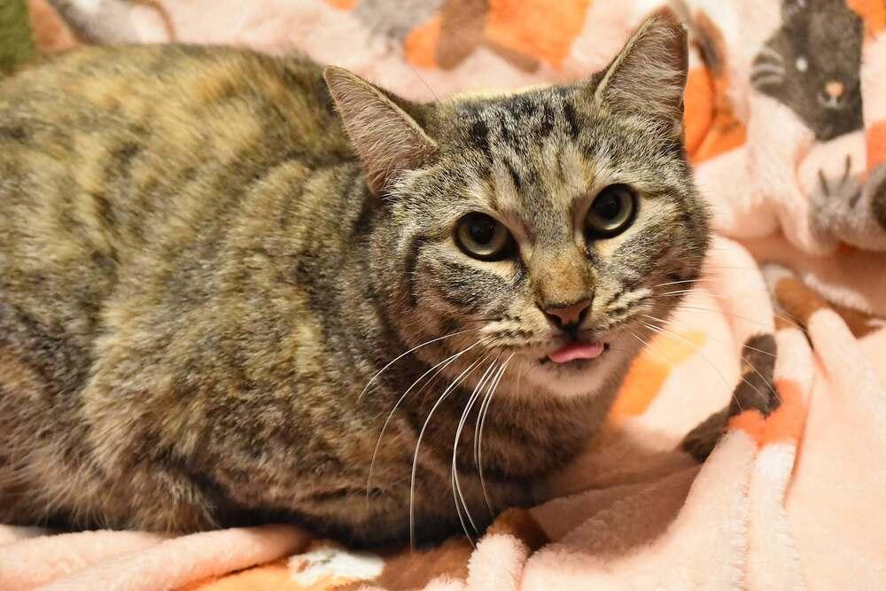 Belle, Adoptable, Adult Female Domestic Medium Hair & Manx.