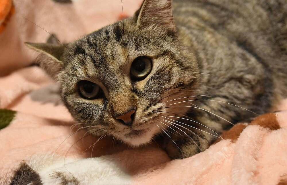 Belle, a Adoptable mixed breed in DELTONA, FL image 2/6