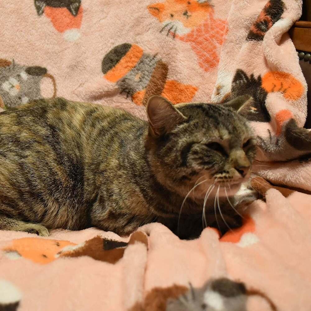 Belle, a Adoptable mixed breed in DELTONA, FL image 3/6