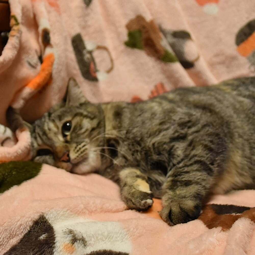 Belle, a Adoptable mixed breed in DELTONA, FL image 5/6