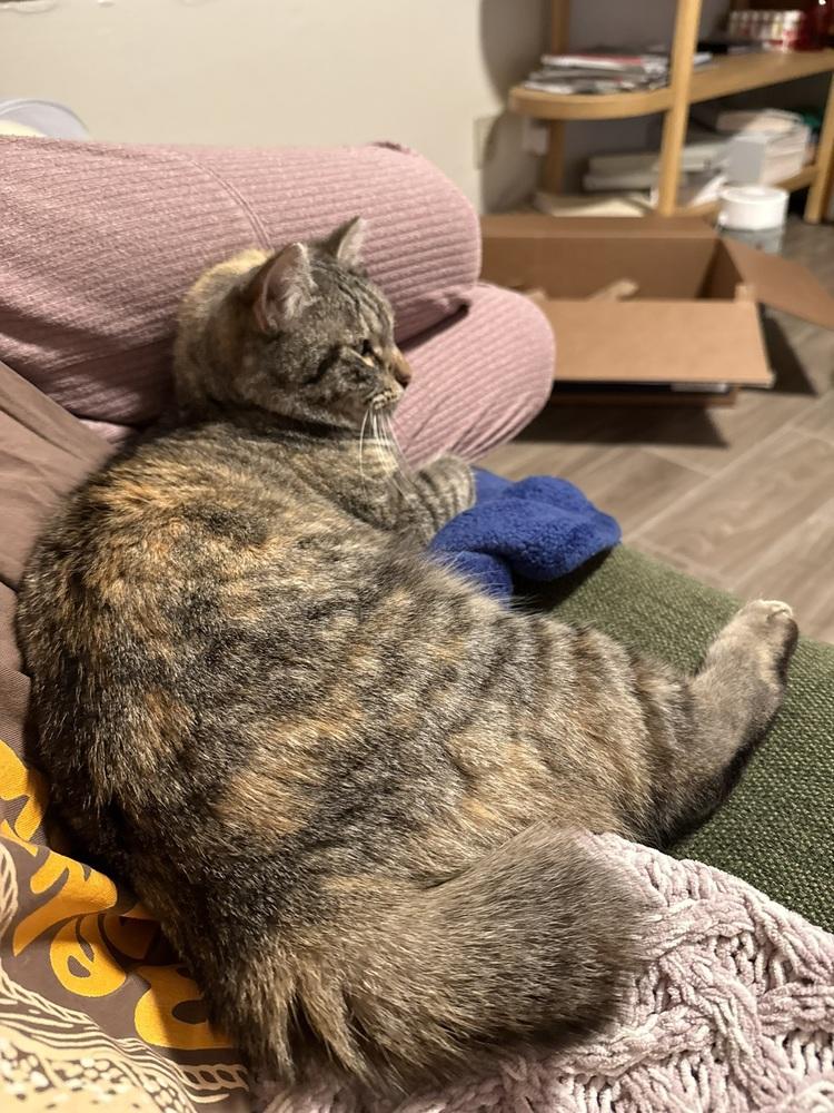 Belle, a Adoptable mixed breed in DELTONA, FL image 6/6