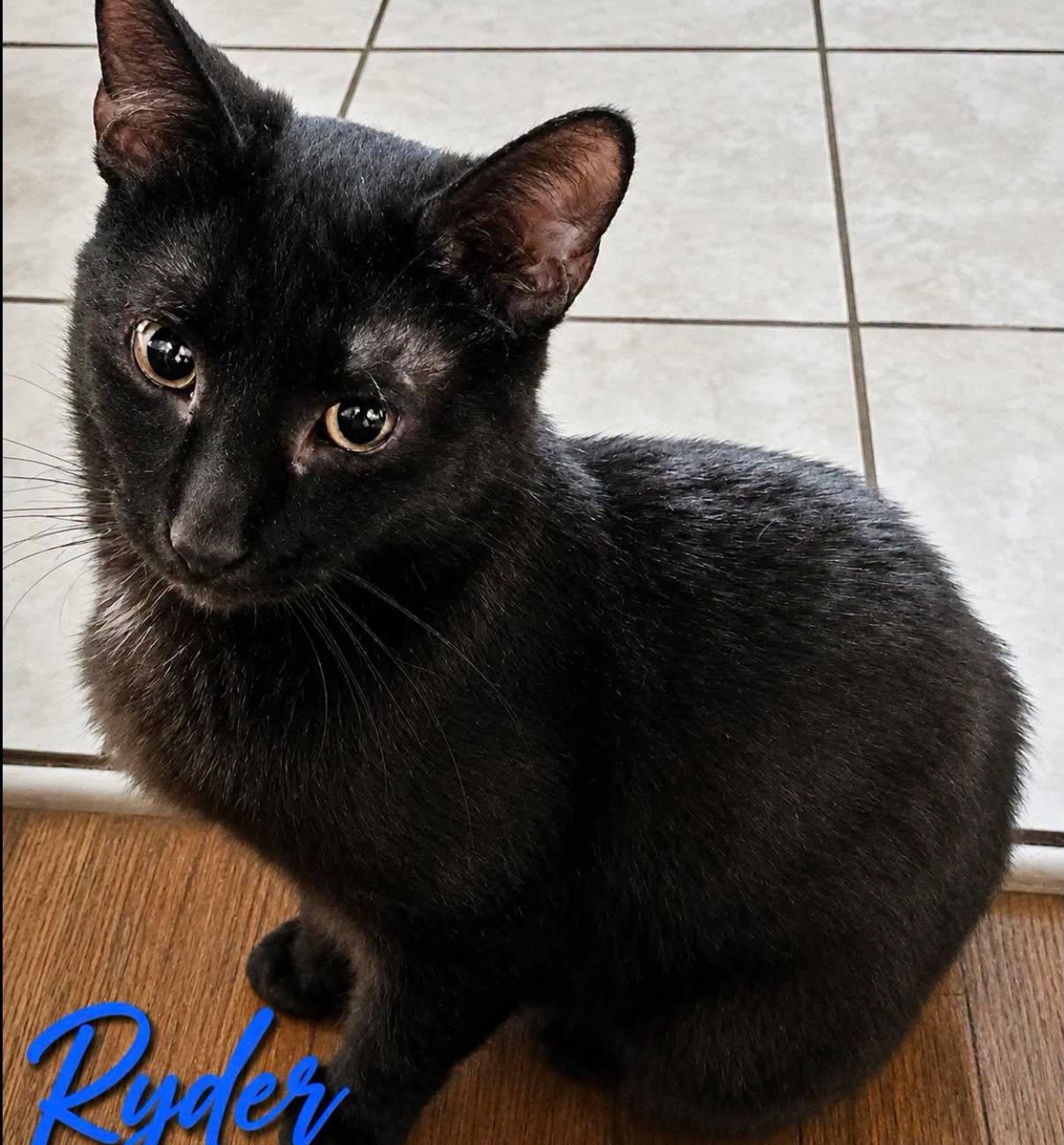 Enlarge Ryder, a Adoptable Domestic Short Hair in Westland, MI image 5/6