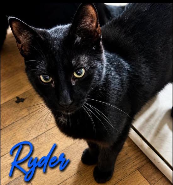 Enlarge Ryder, a Adoptable Domestic Short Hair in Westland, MI image 1/6