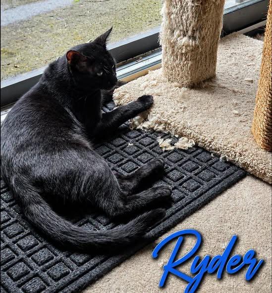 Enlarge Ryder, a Adoptable Domestic Short Hair in Westland, MI image 2/6
