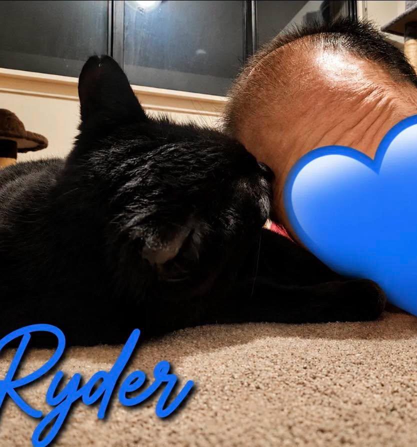 Enlarge Ryder, a Adoptable Domestic Short Hair in Westland, MI image 6/6