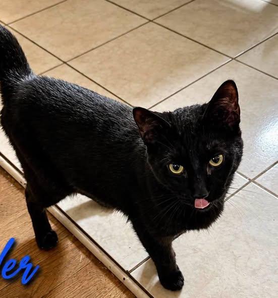 Enlarge Ryder, a Adoptable Domestic Short Hair in Westland, MI image 3/6