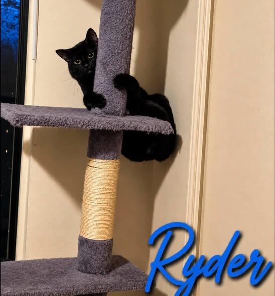 Enlarge Ryder, a Adoptable Domestic Short Hair in Westland, MI image 4/6