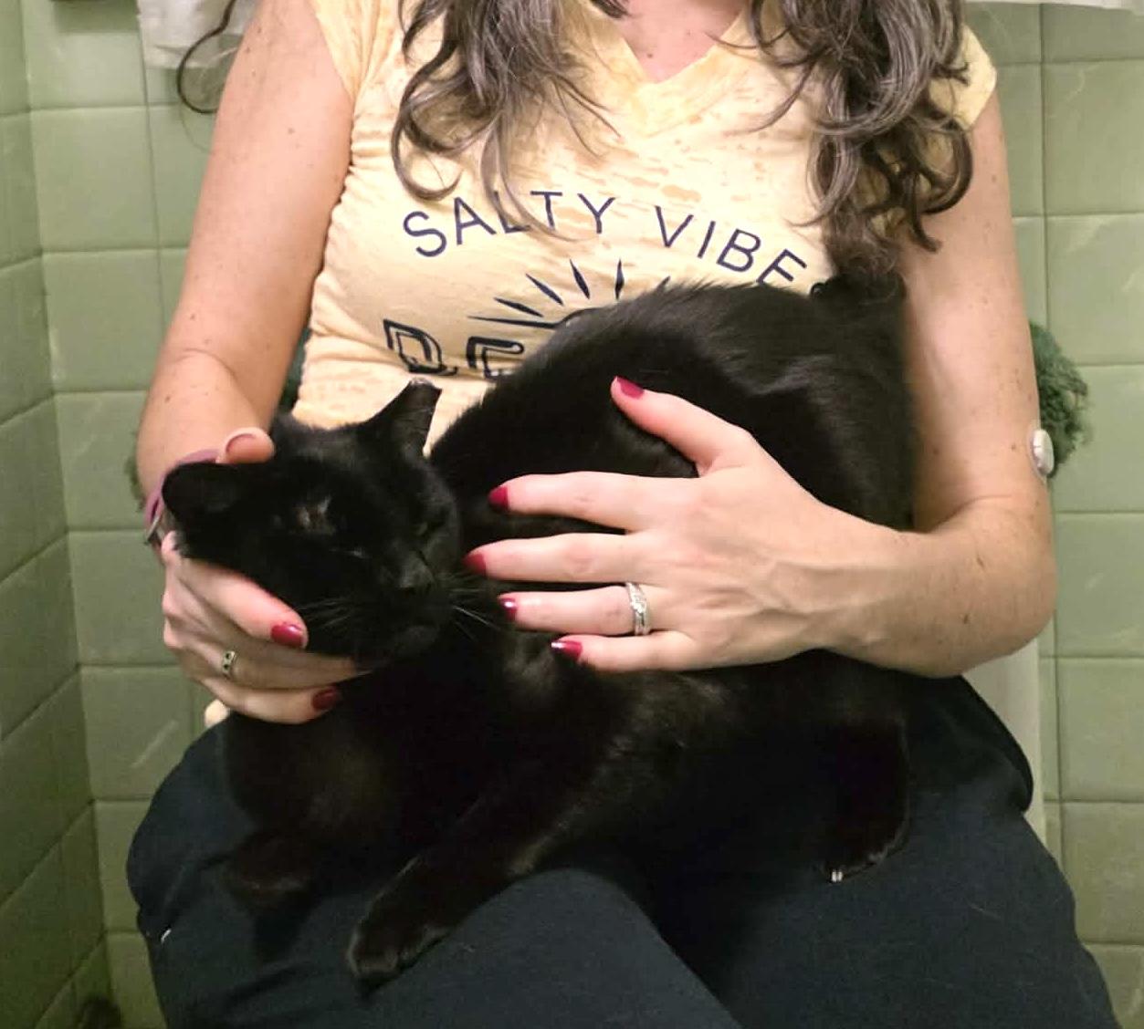 Enlarge Candi, a ADOPTABLE mixed breed in Chicago, IL image 4/6