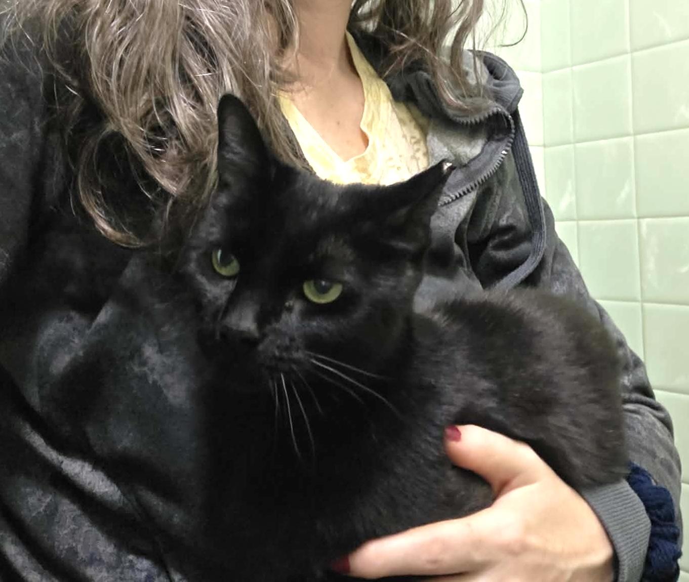 Enlarge Candi, a ADOPTABLE mixed breed in Chicago, IL image 2/6