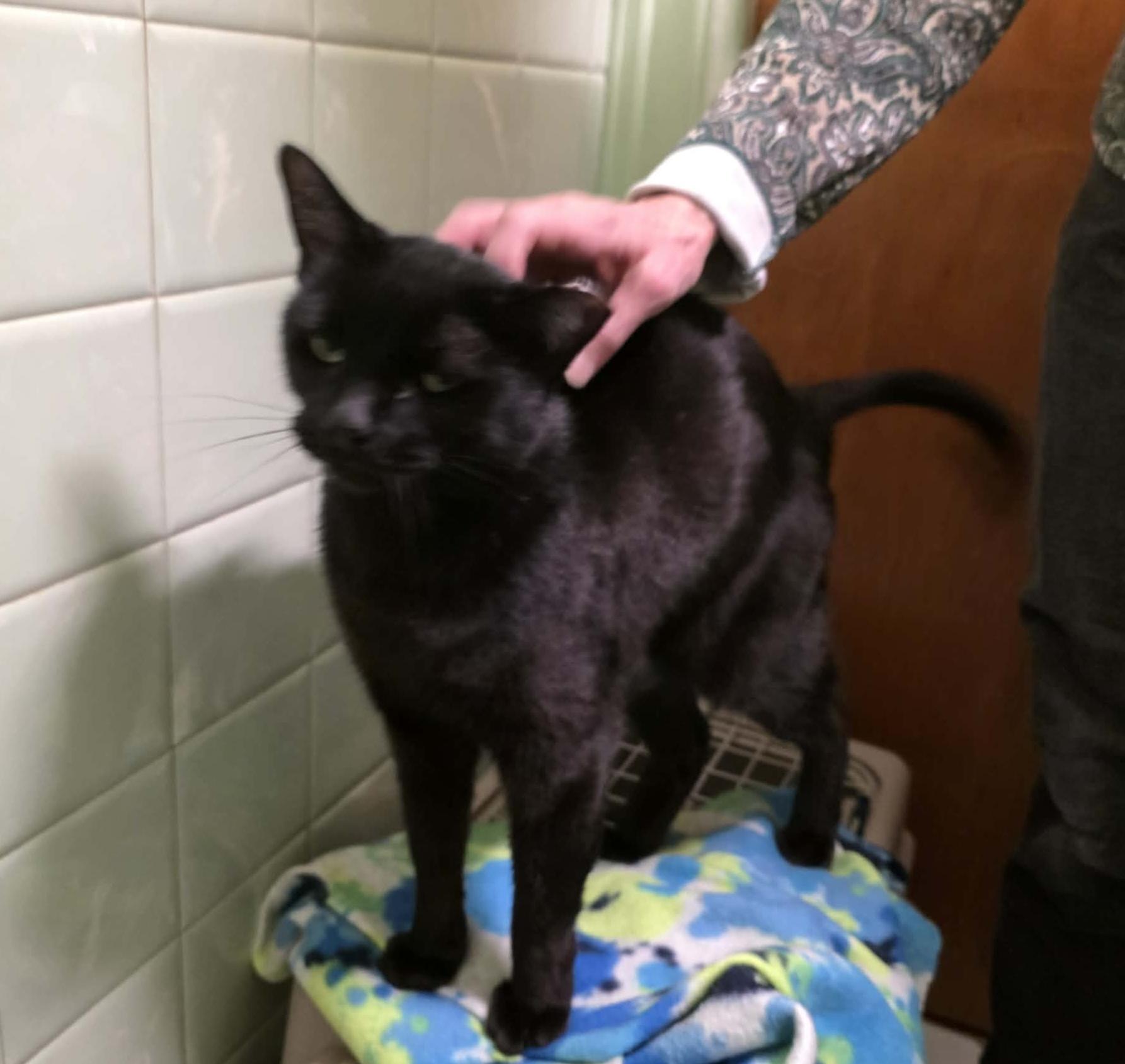 Enlarge Candi, a ADOPTABLE mixed breed in Chicago, IL image 6/6