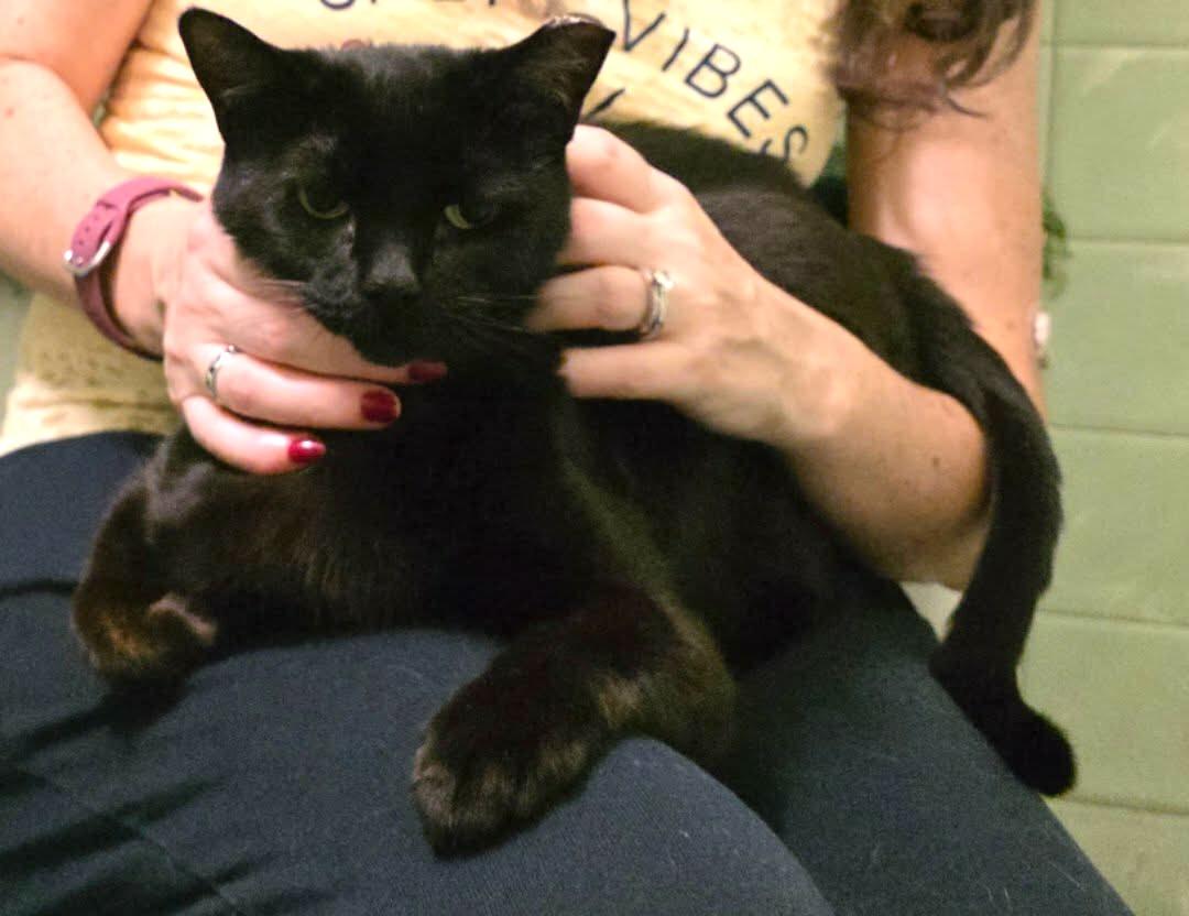 Candi, ADOPTABLE, Adult Female Domestic Short Hair.