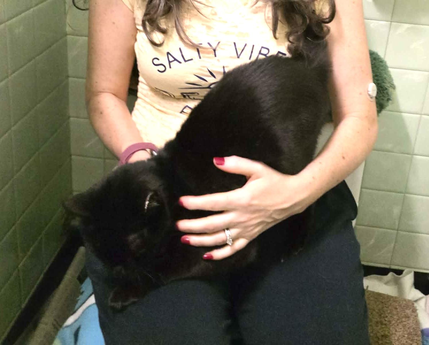 Enlarge Candi, a ADOPTABLE mixed breed in Chicago, IL image 5/6