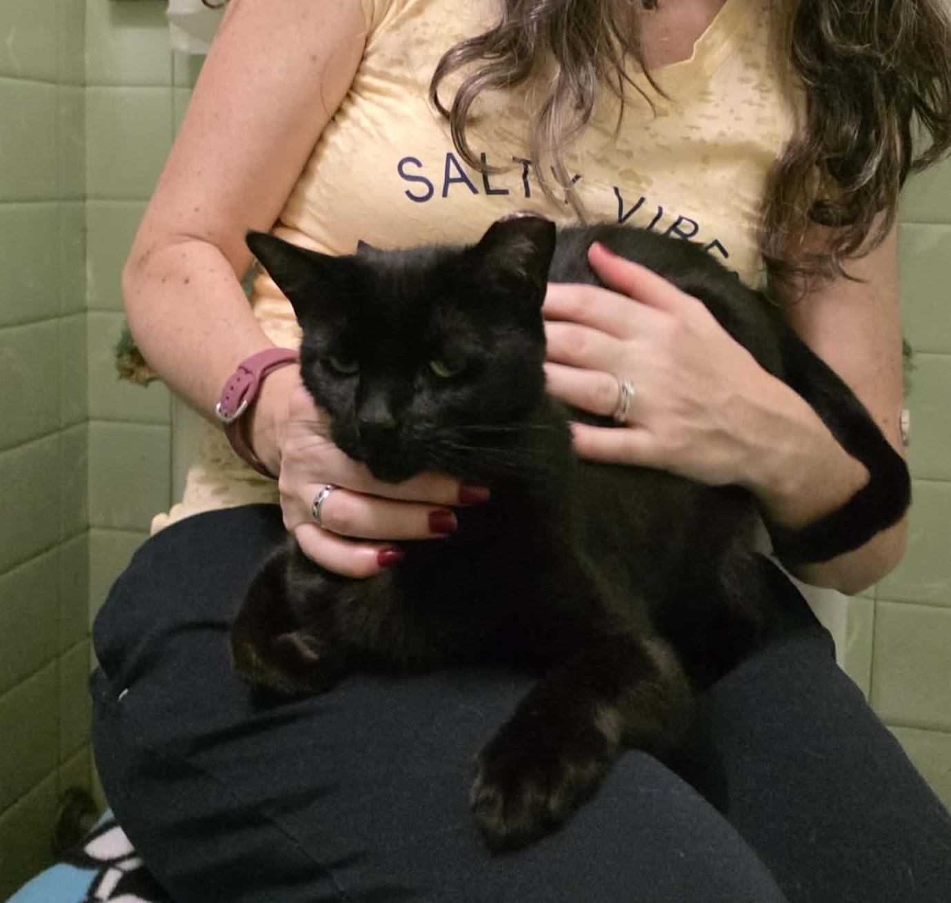 Enlarge Candi, a ADOPTABLE mixed breed in Chicago, IL image 3/6