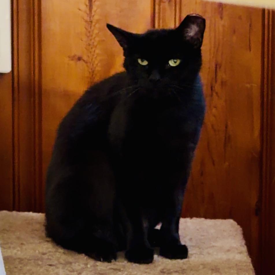 Enlarge Candi, an adopted mixed breed in Chicago, IL image 1/6