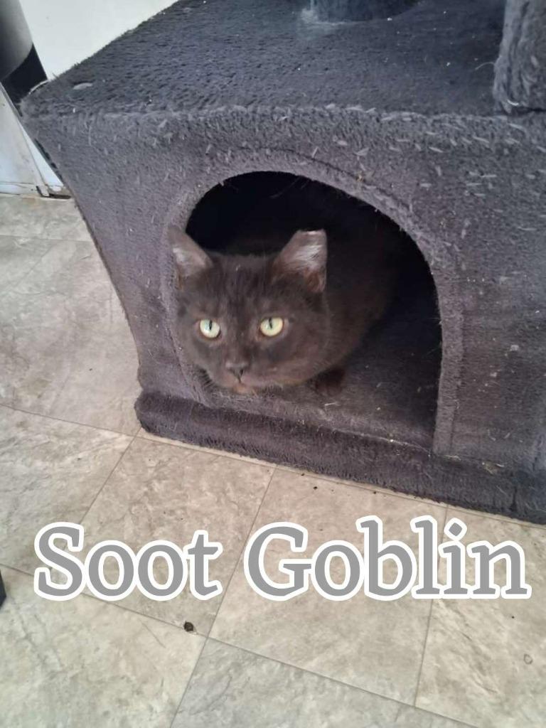 Soot Goblin, Adoptable, Young Female Domestic Short Hair.