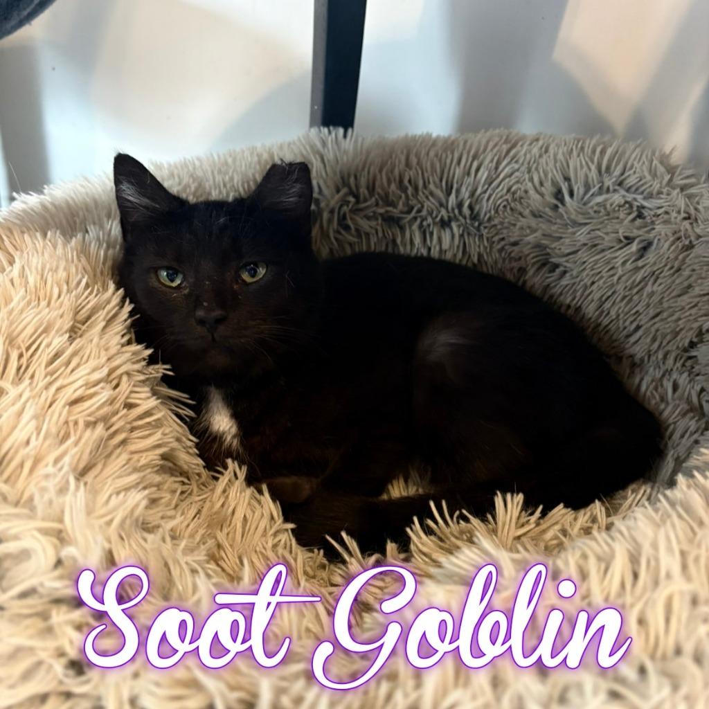 Enlarge Soot Goblin, a Adoptable Domestic Short Hair in Hillsboro, OH image 1/2