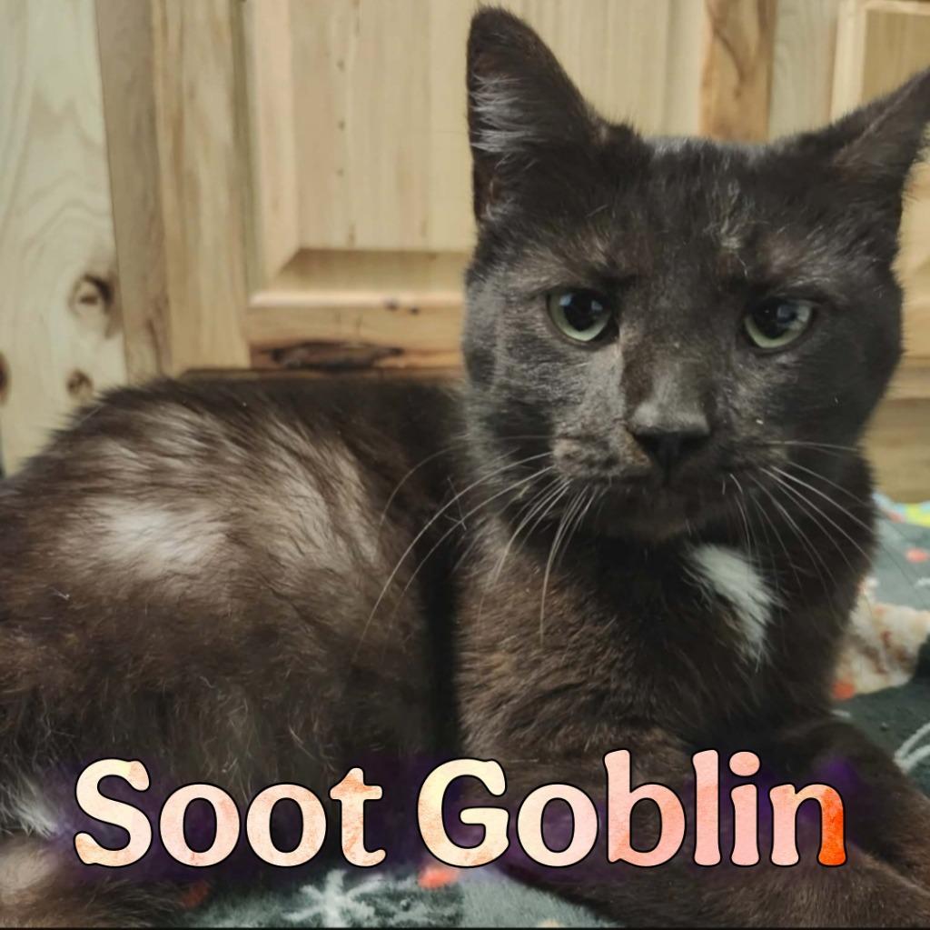 Enlarge Soot Goblin, a Adoptable Domestic Short Hair in Hillsboro, OH image 2/2