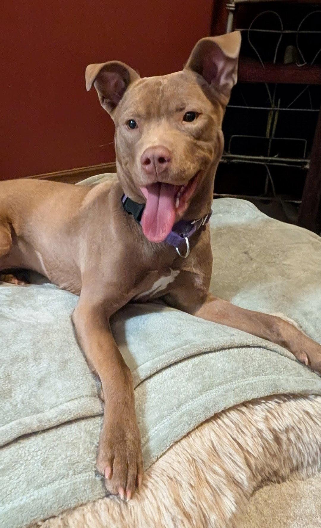 Adorable Maisy photo