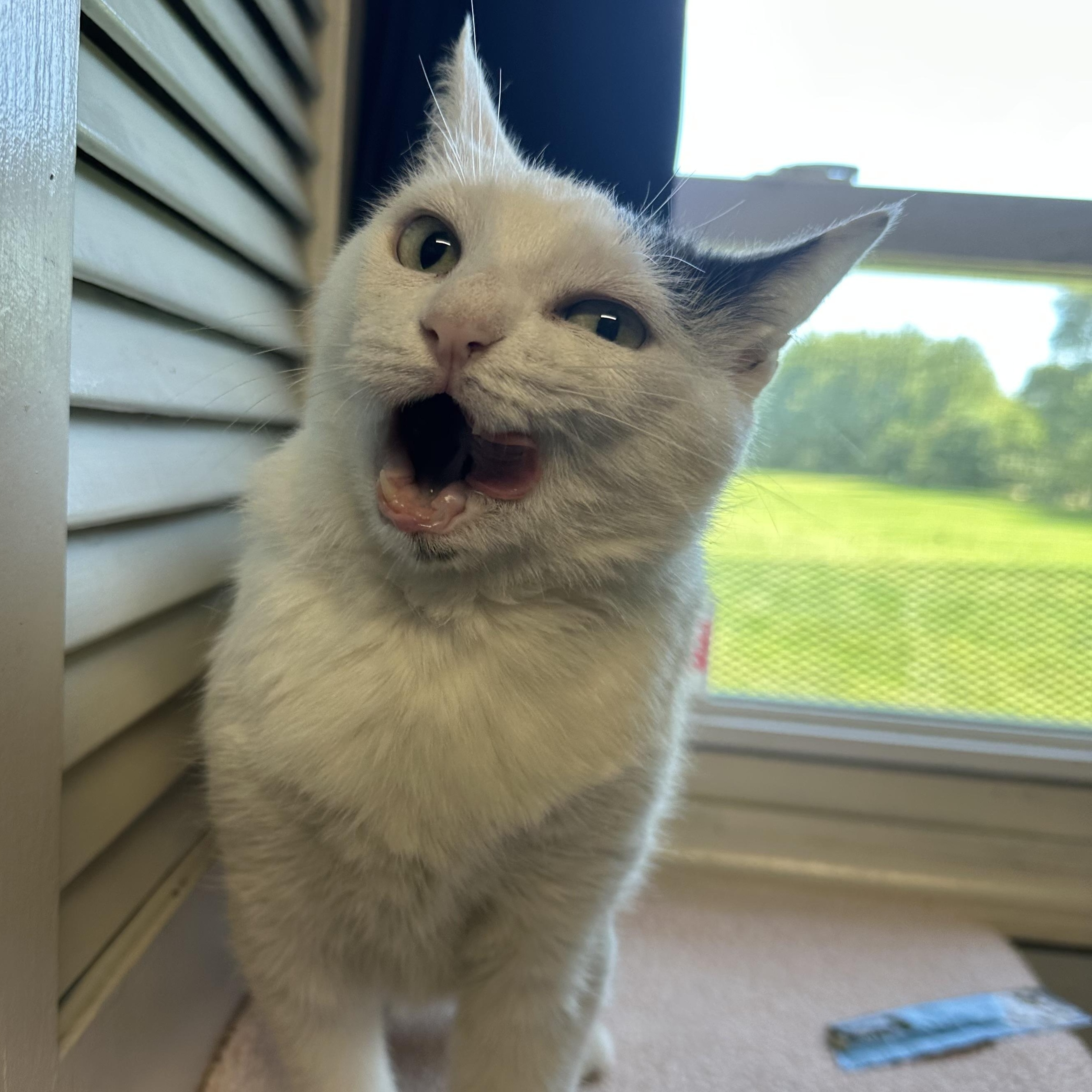 Enlarge Angel, a Adoptable Domestic Short Hair in Exeter, RI image 2/4