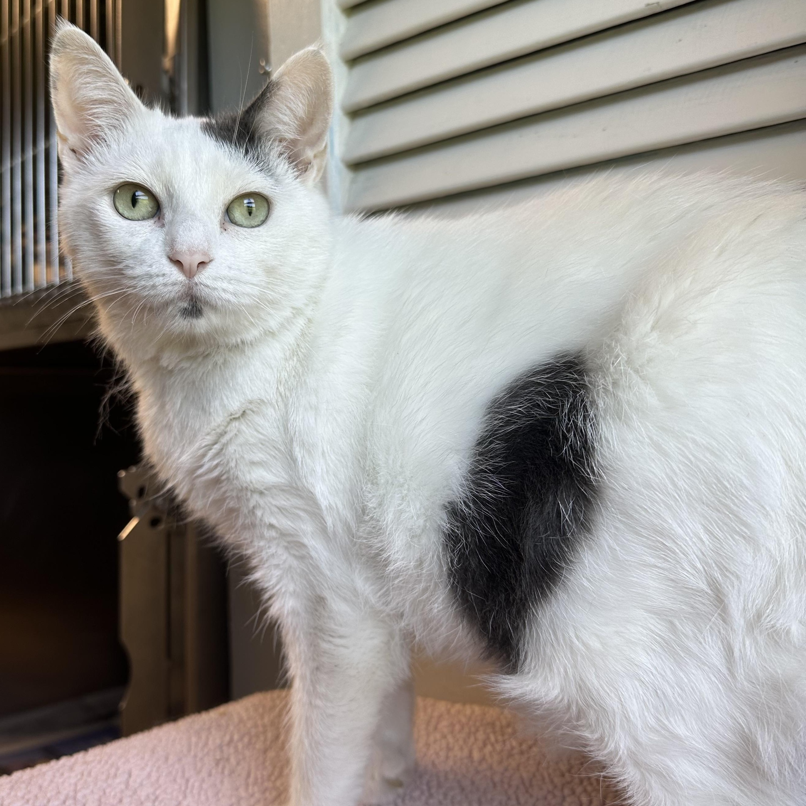 Enlarge Angel, a Adoptable Domestic Short Hair in Exeter, RI image 3/4