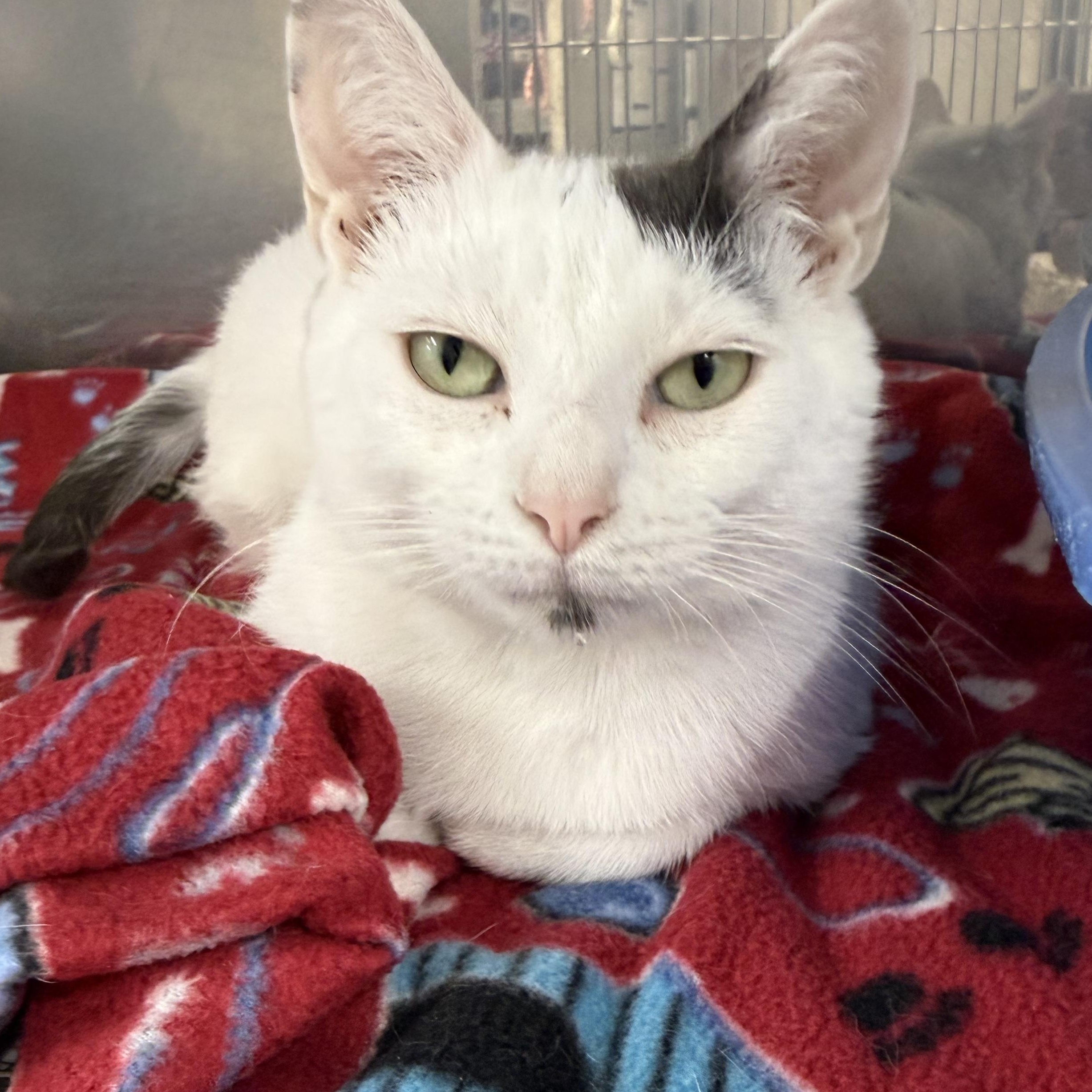 Angel, Adoptable, Young Female Domestic Short Hair.