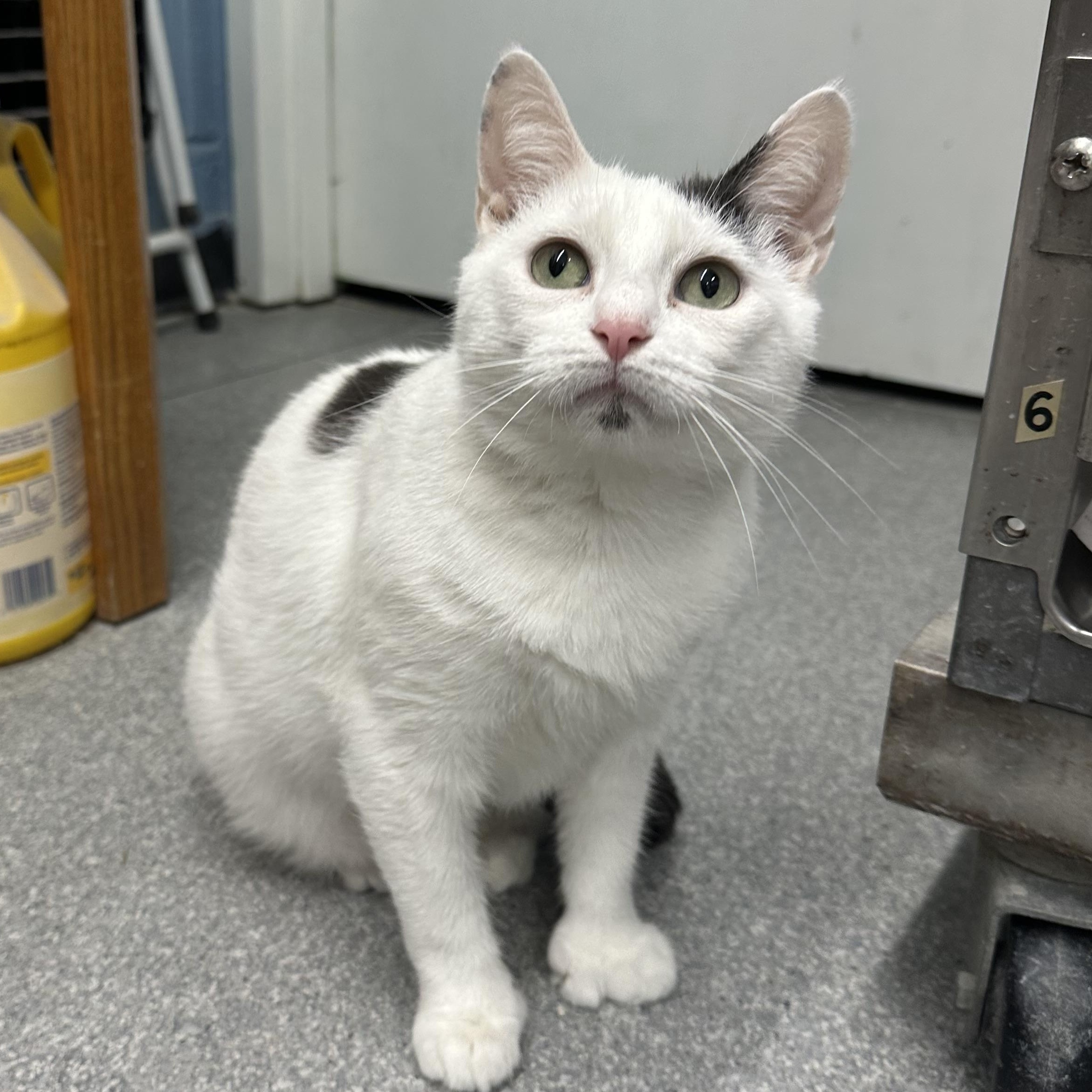 Angel, Adoptable, Young Female Domestic Short Hair.