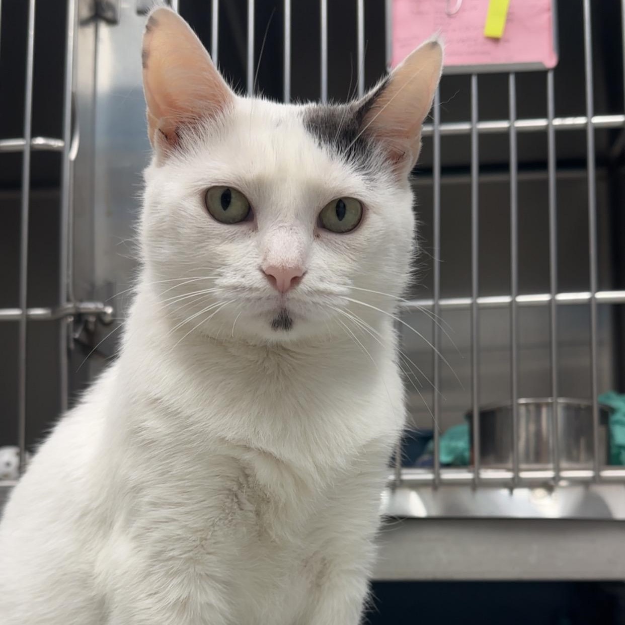 Enlarge Angel, a Adoptable Domestic Short Hair in Exeter, RI image 4/4