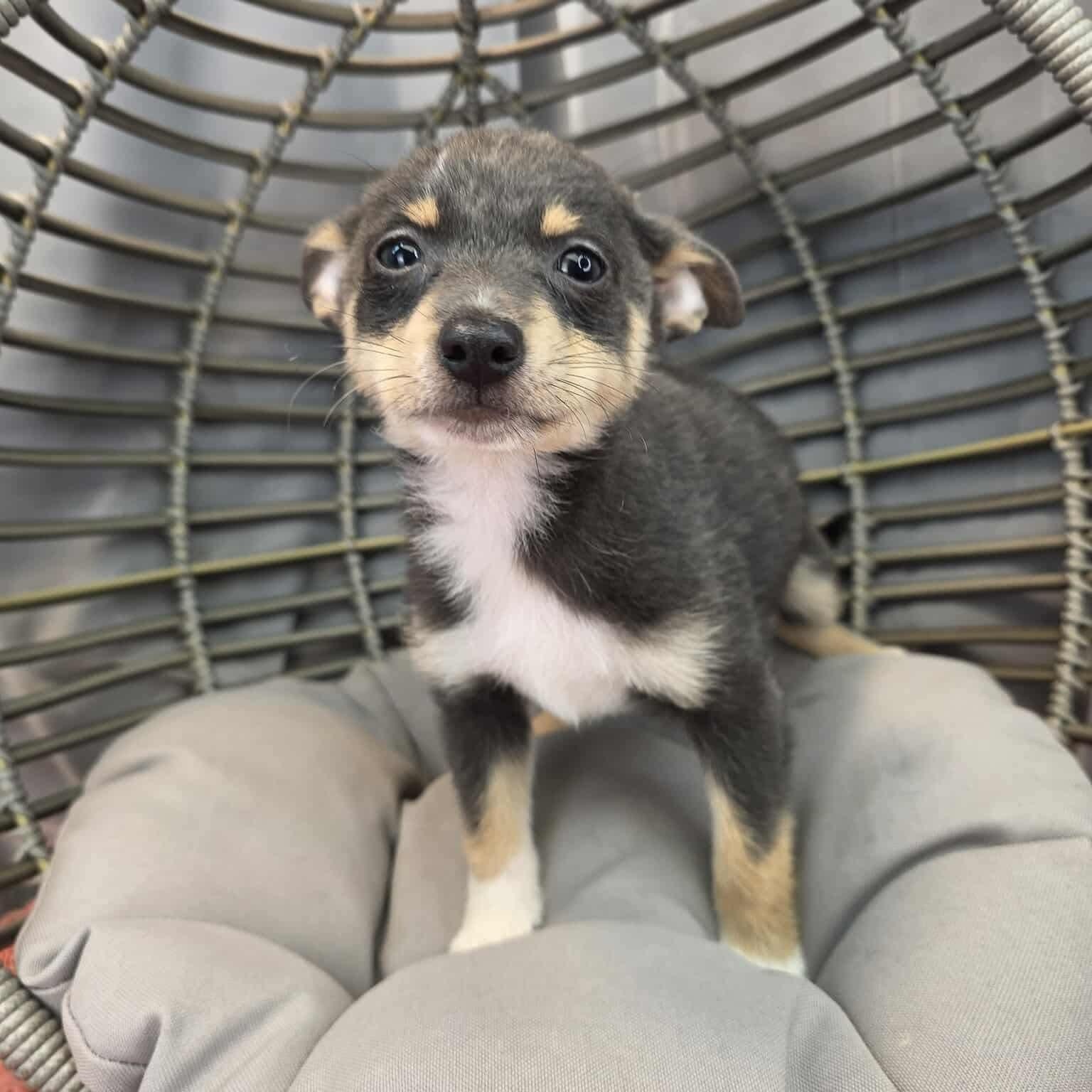 Enlarge Banana, a Adoptable mixed breed in Temperance , MI image 3/5