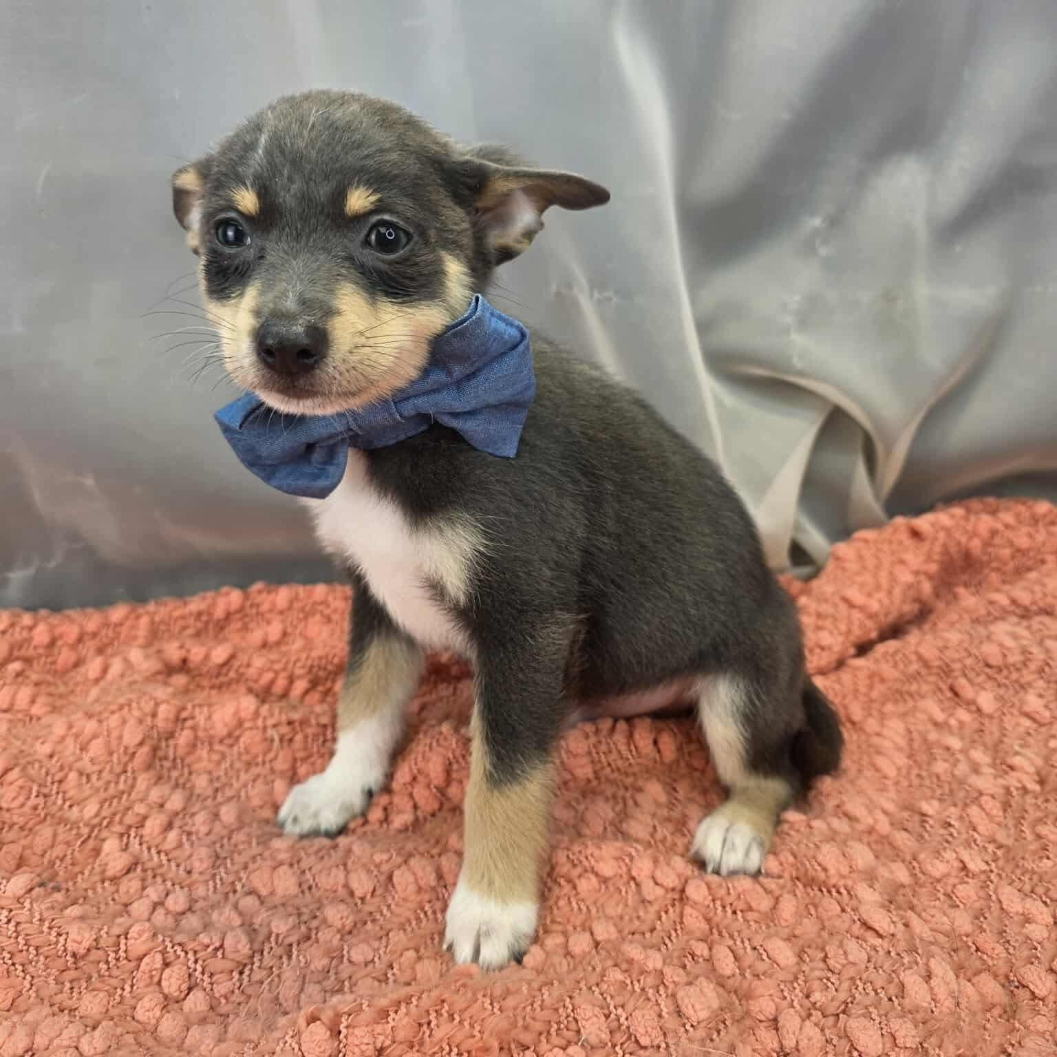 Enlarge Banana, a Adoptable mixed breed in Temperance , MI image 2/5
