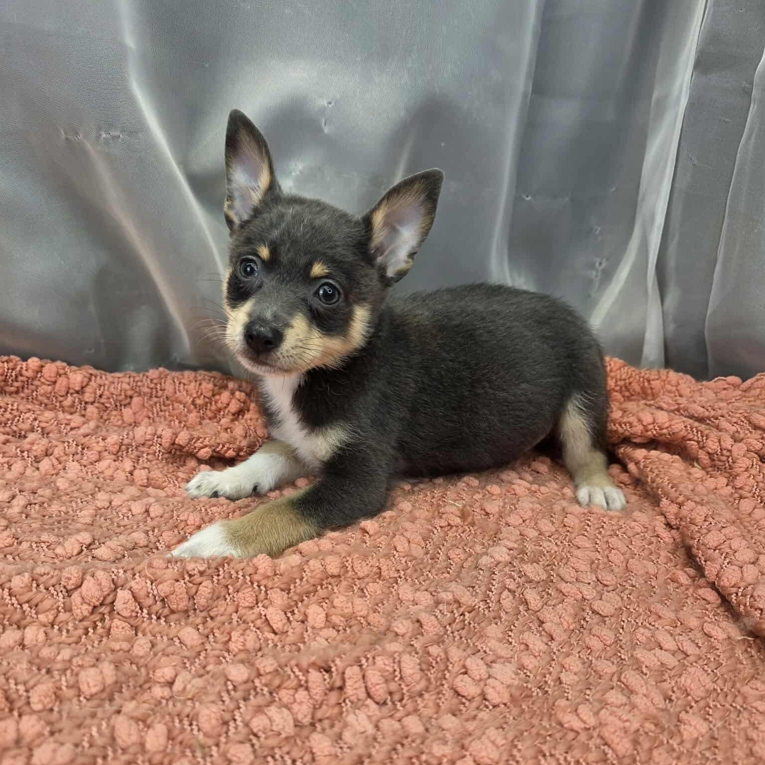 Enlarge Banana, a Adoptable mixed breed in Temperance , MI image 4/5