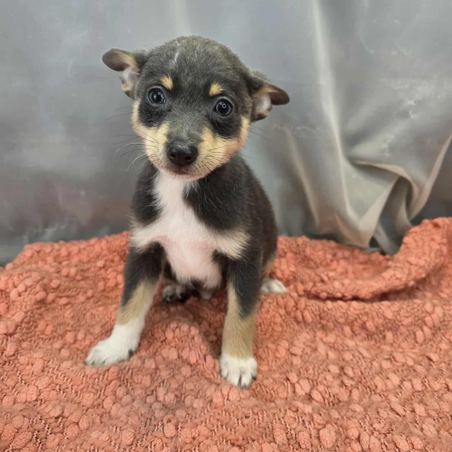 Enlarge Banana, a Adoptable mixed breed in Temperance , MI image 1/5