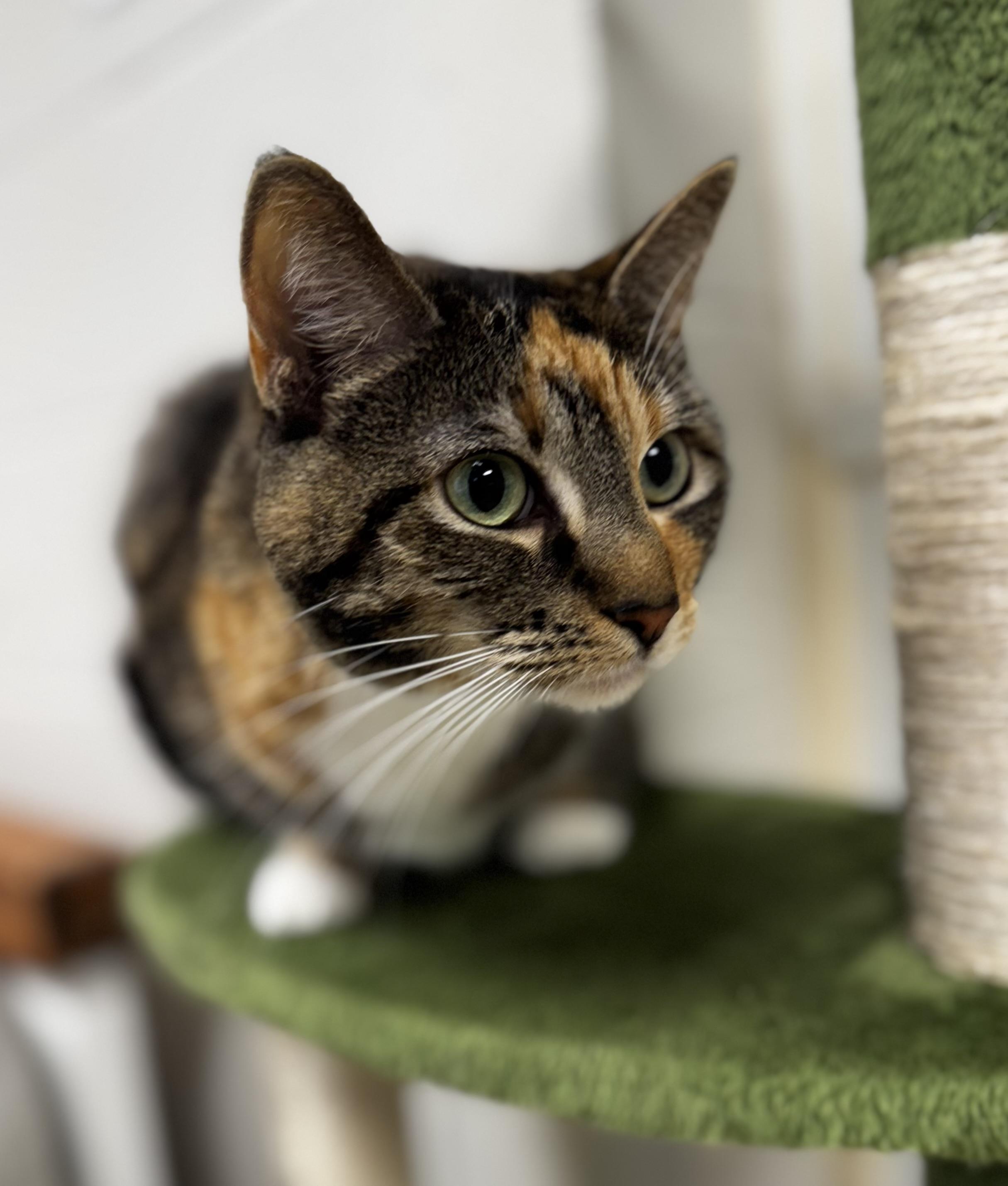 Enlarge Biscuit, an adoptable mixed breed in Blair, NE image 1/5