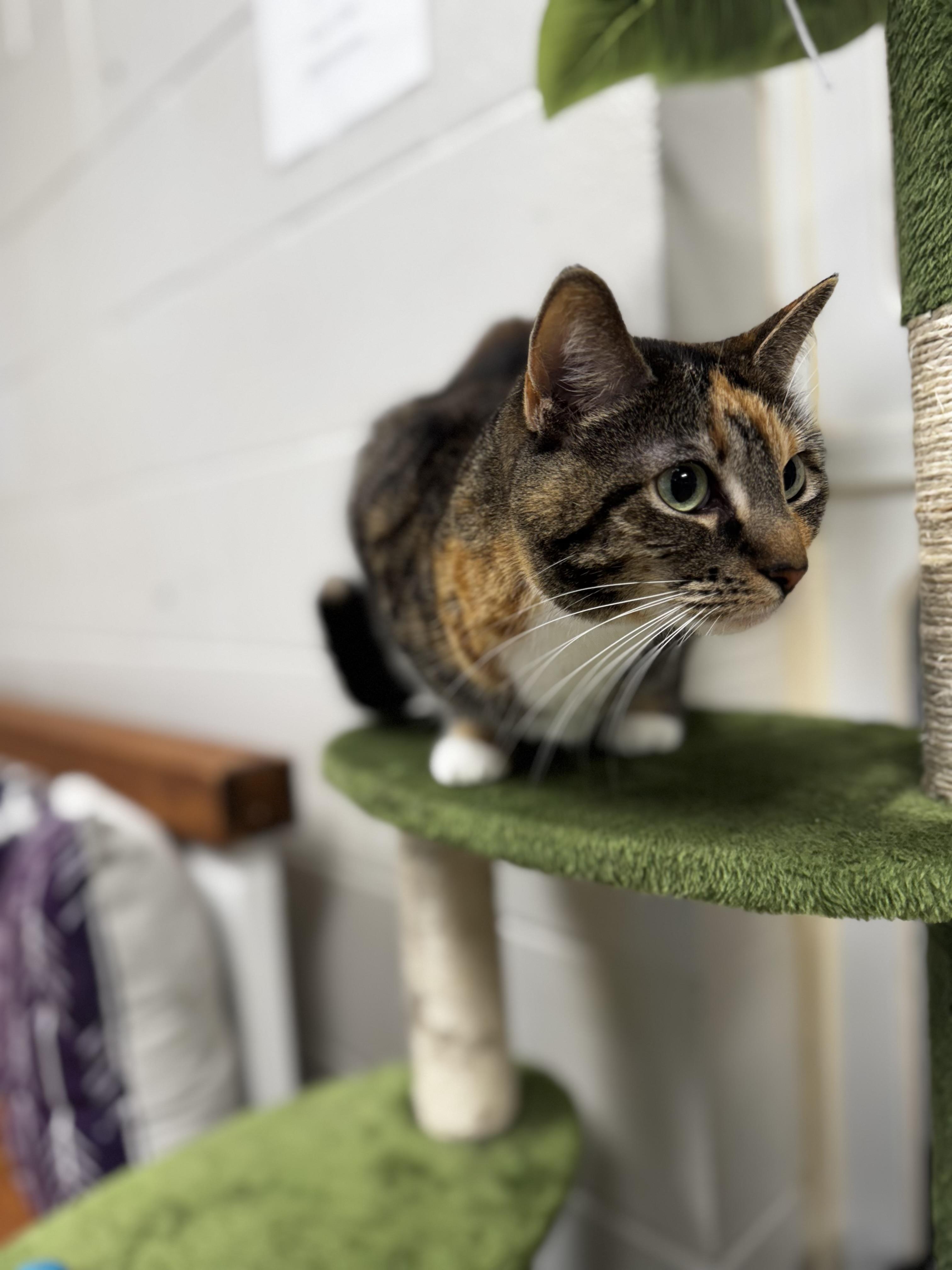 Enlarge Biscuit, an adoptable mixed breed in Blair, NE image 2/5