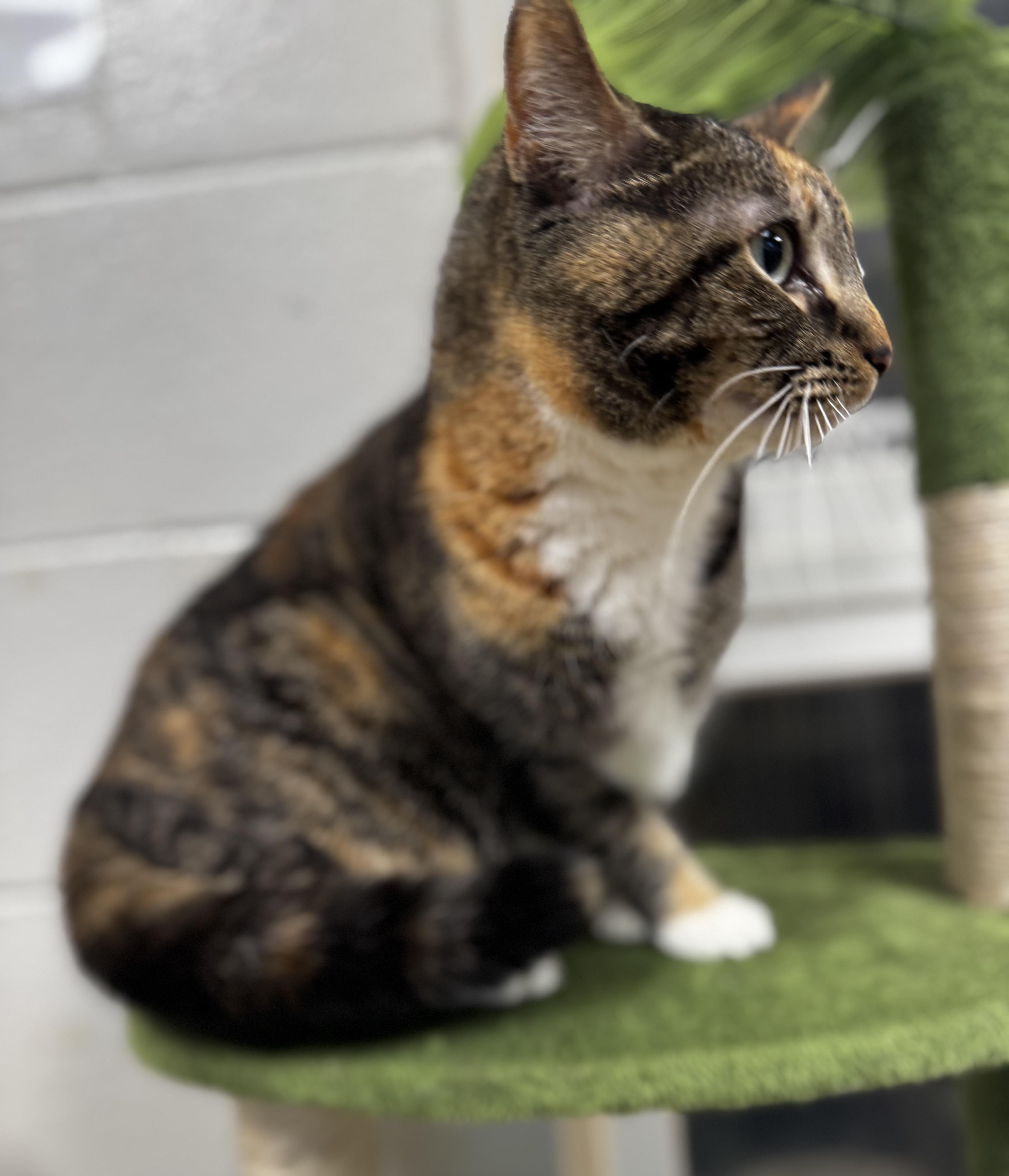 Enlarge Biscuit, an adoptable mixed breed in Blair, NE image 4/5