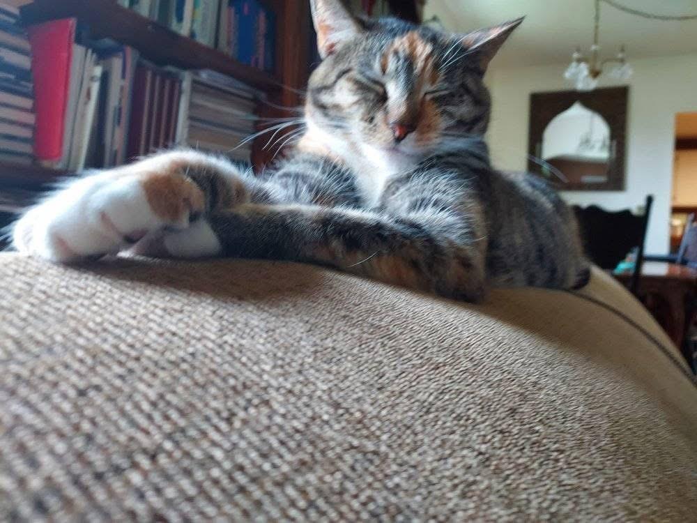 Biscuit, adoptable, Adult Female Domestic Short Hair.