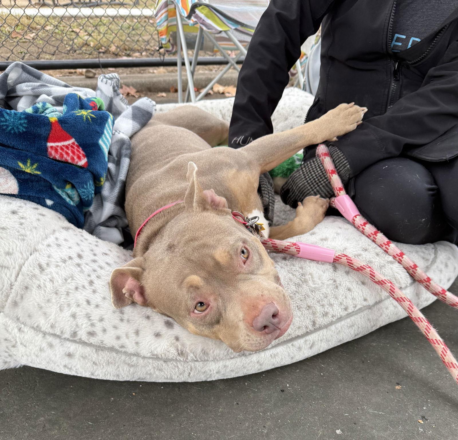 Pammie, Adoptable, Young Female Pit Bull Terrier.