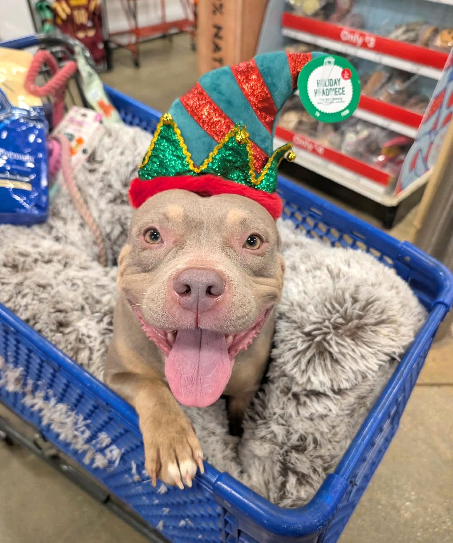 Enlarge Pammie, a Adoptable Pit Bull Terrier in Rockville, MD image 2/3