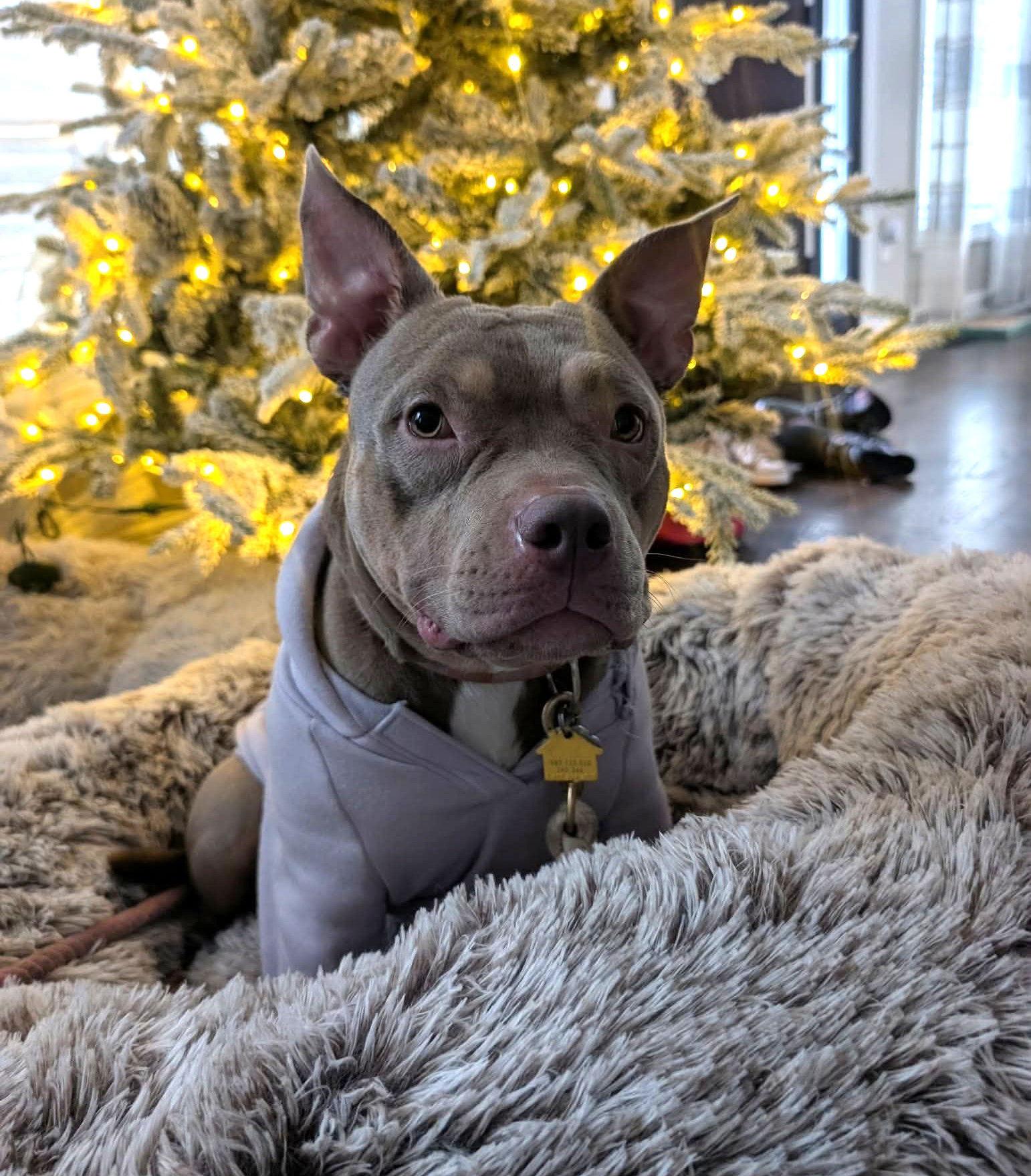 Enlarge Pammie, a Adoptable Pit Bull Terrier in Rockville, MD image 3/3