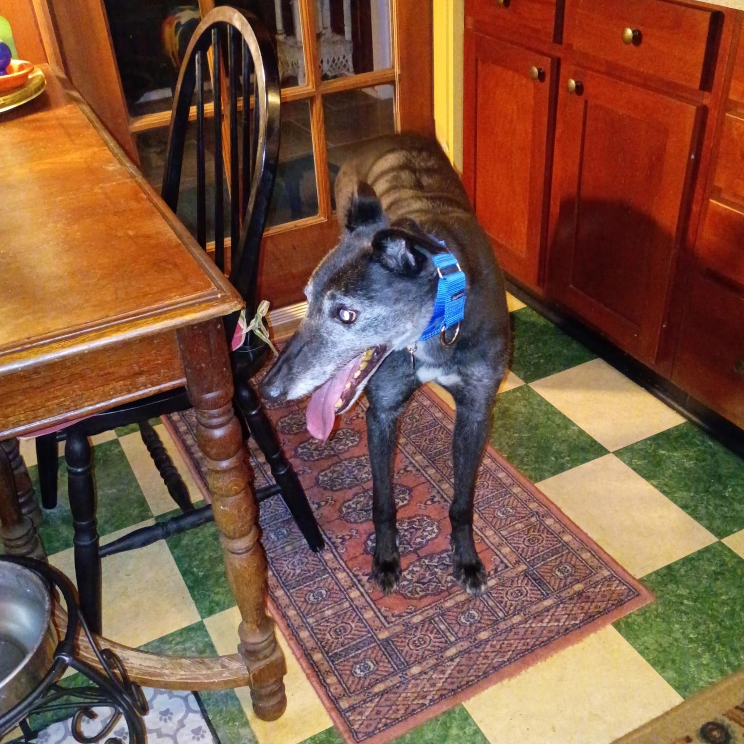 Enlarge Inislosky Romeo (Romeo), a ADOPTABLE Greyhound in Tarpon Springs, FL image 5/5