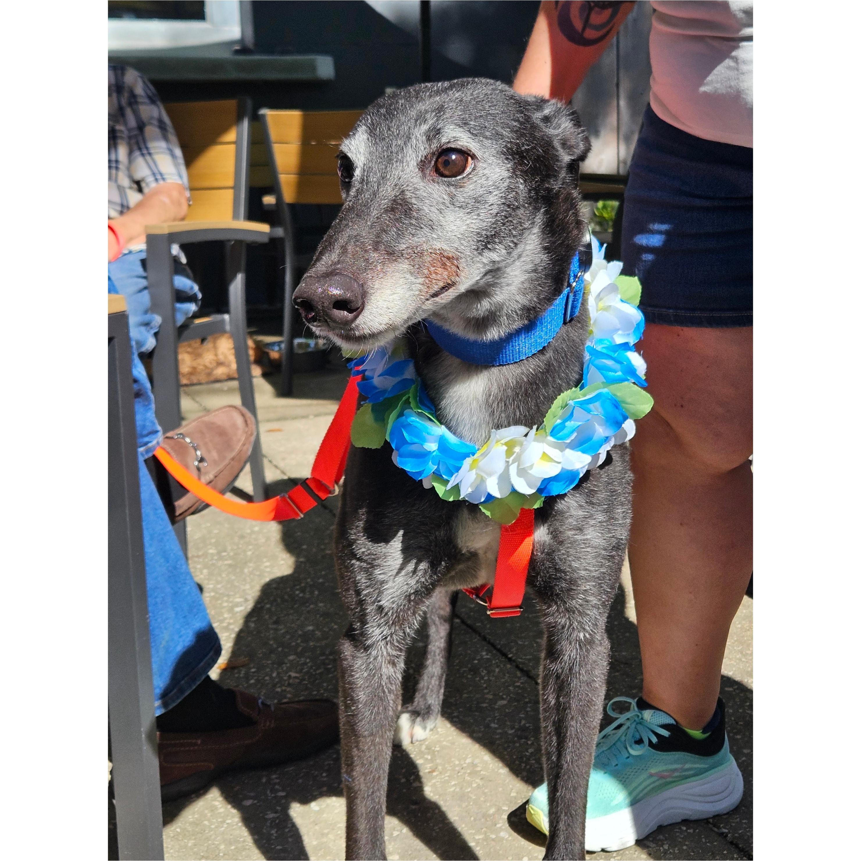 Inislosky Romeo (Romeo), ADOPTABLE, Adult Male Greyhound.