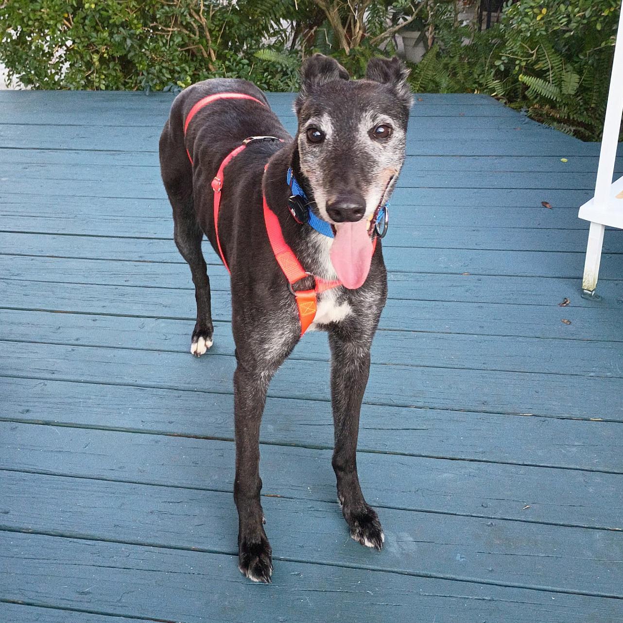 Enlarge Inislosky Romeo (Romeo), a ADOPTABLE Greyhound in Tarpon Springs, FL image 4/5