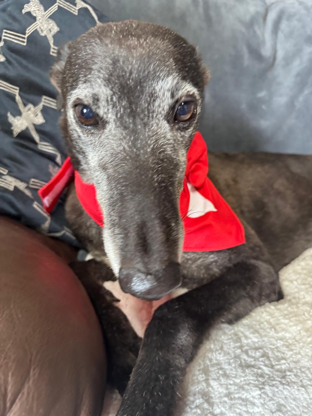 Enlarge Inislosky Romeo (Romeo), a ADOPTABLE Greyhound in Tarpon Springs, FL image 2/5